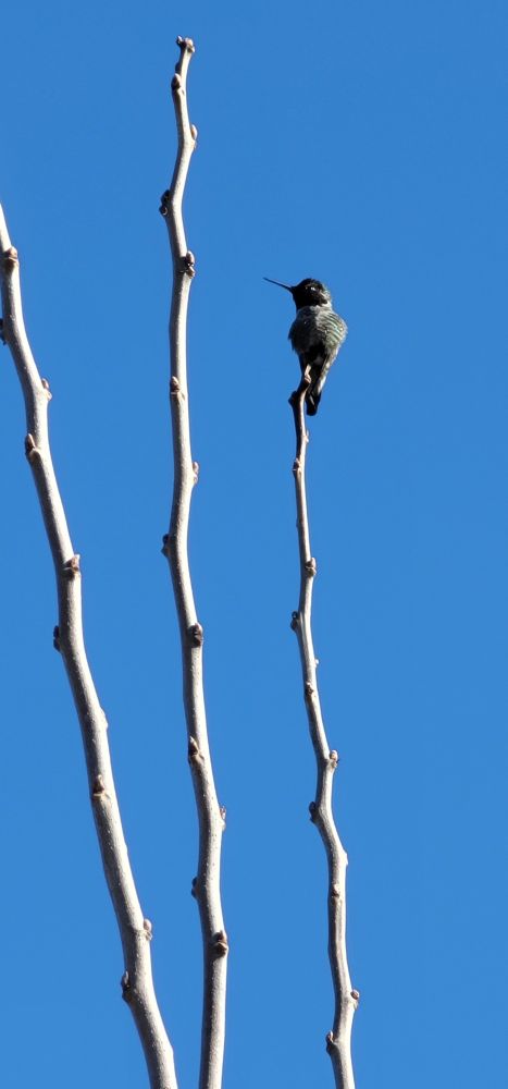 A hummingbird sitting on a vertical bare branch. There are a total of 3 bare branches against a clear blue sky.  
