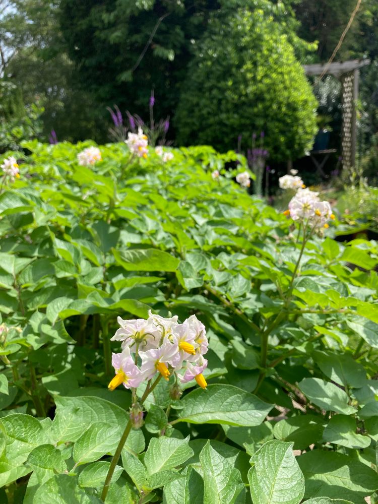 Flowering potato plants