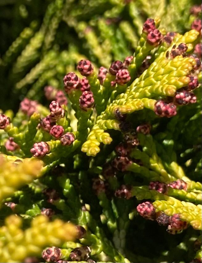 Close-up of conifer, with pink and black tips on the leaves, which produce clouds of pollen when brushed past