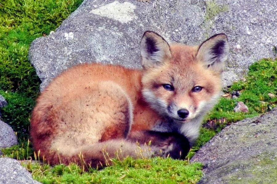 A young fox lays among moss and rocks outside of its den (Pennsylvania, 2011).