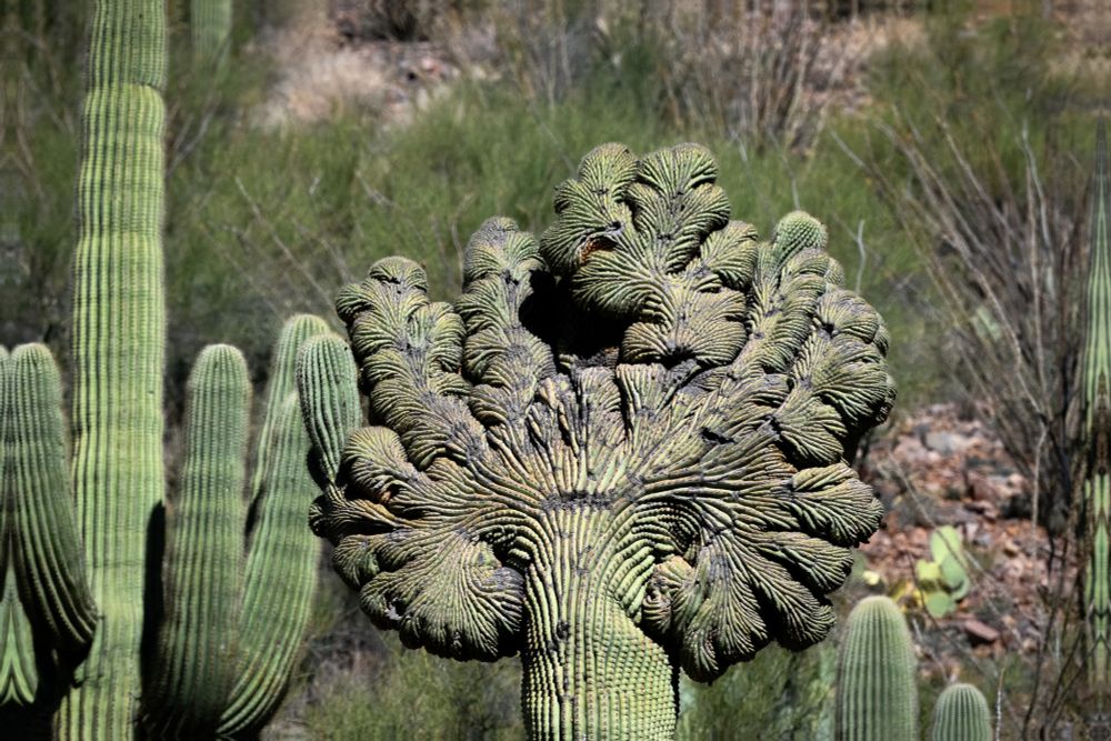 Crested, or cristate saguaro in the Sonoran Desert.