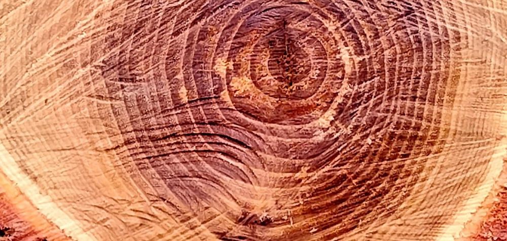 A locust tree that has been cut showing the growth rings.