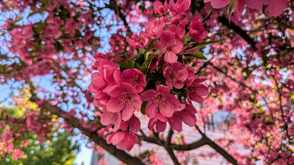 Flowering tree in springtime.