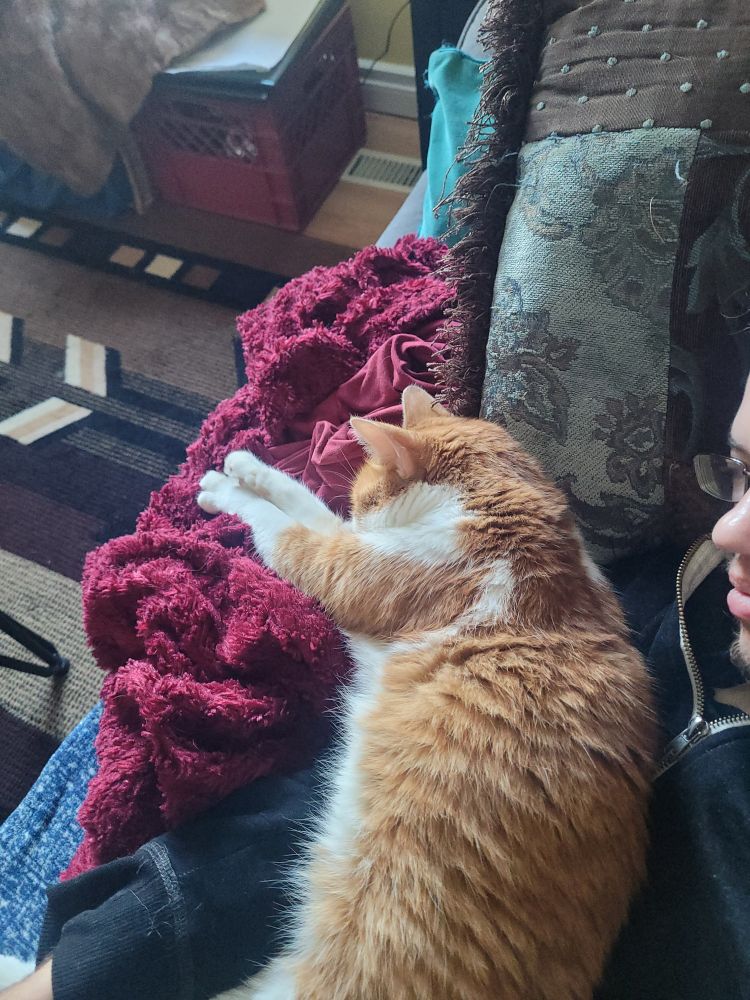 I'm snuggling with my sleeping, orange and white cat, Skibby. She is on her side, draped over my arm to hold it hostage while she napped for hours.