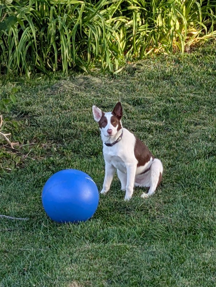 A brown and white Border Collie sitting in the grass next to a large blue ball.