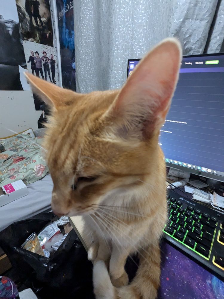 A picture of an orange cat taken with a 0.6 lens so it looks like she's holding an ear up to the camera. She's very stripey. 