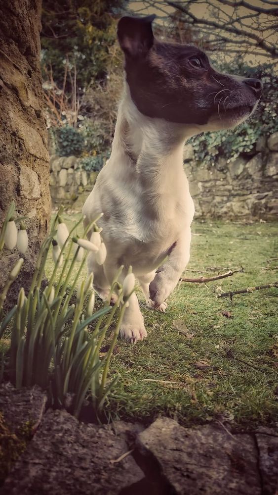 Jack Russell dog in garden