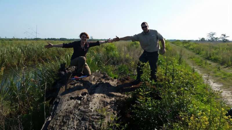 Study authors Katharine Napora, Ph.D., and Craig Jacobs, stand on the base on an ancient Bald Cypress tree hauled up from the Altamaha Wildlife Management Area on the Georgia coast. Credit: Florida Atlantic University