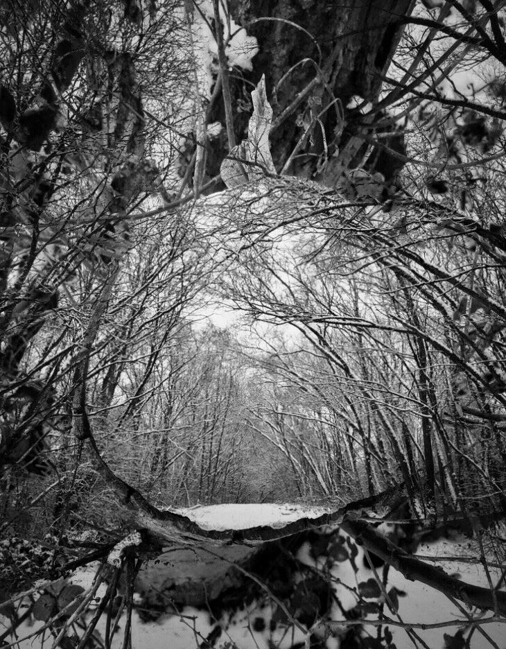 Black & White double exposure photo.
Looking down at the top of a circular tree stump in a snowy hedgerow & a view of bare trees with arching branches covered in snow, almost like a bower. The circular & flat surface of the tree stump serves to frame the image overlaid of the avenue of snowy trees. 