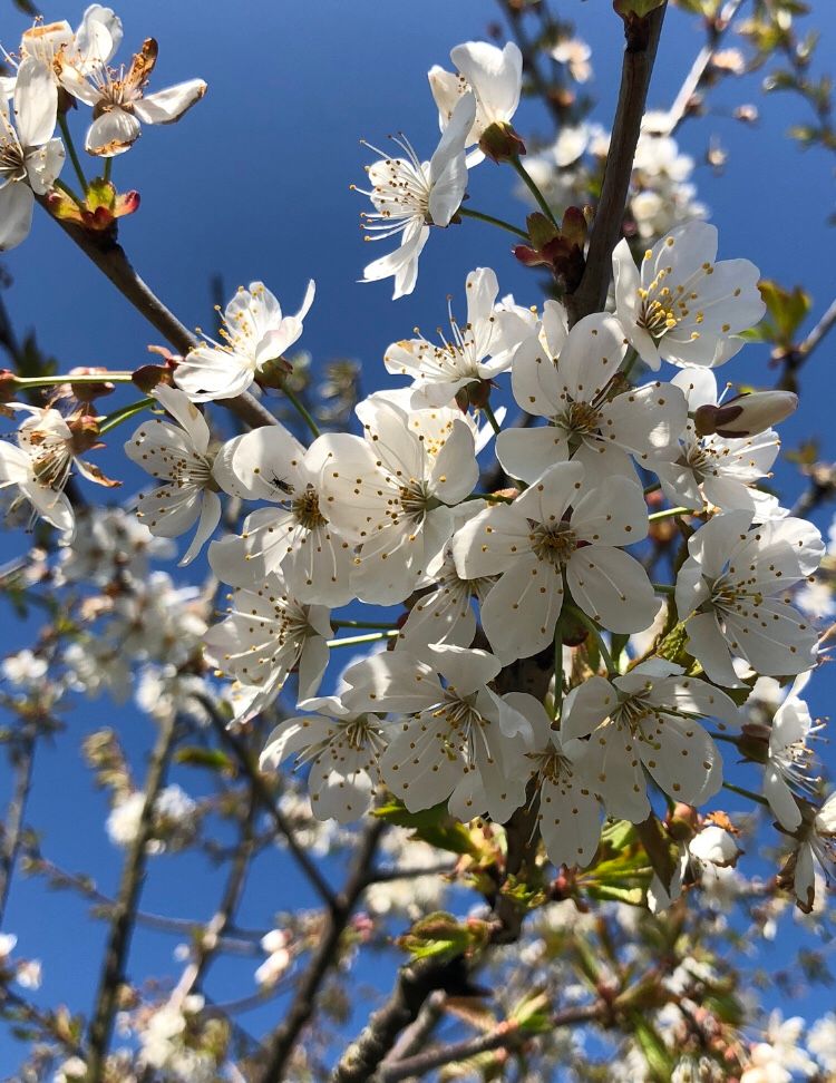 Close up of white blackthorn blossoms against a blue sky.