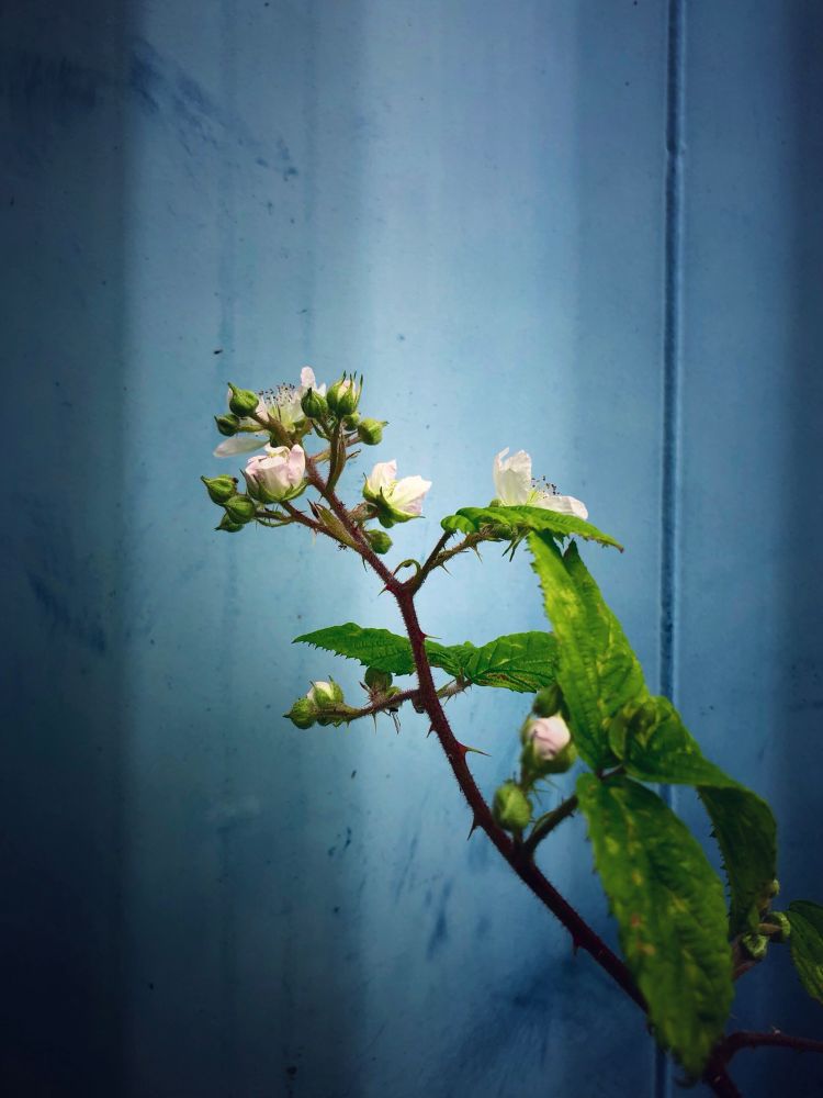 A single blackberry stem in flower against a shaded blue tin shed wall. 