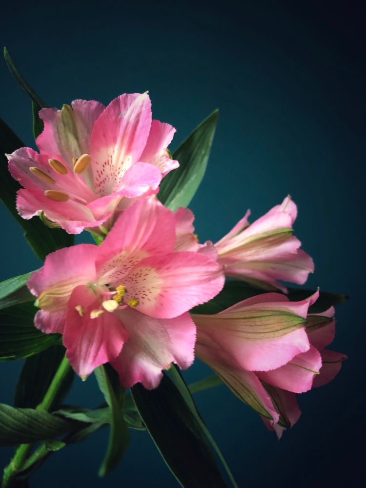 Pink alstroemerias against a dark teal wall. 