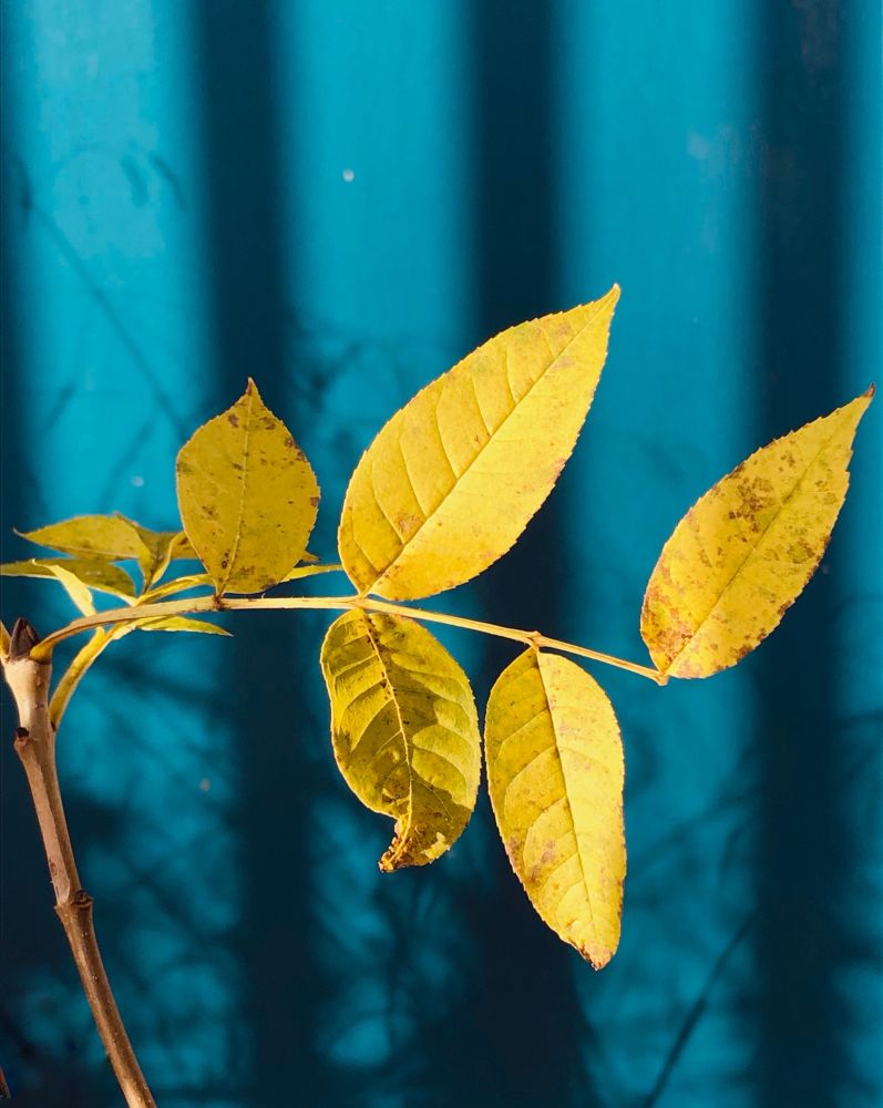 A stem of bright yellow leaves in full sun in front of a teal coloured metal door with faint shadows of grass stalks & the linear fence in front of it which is not visible. 