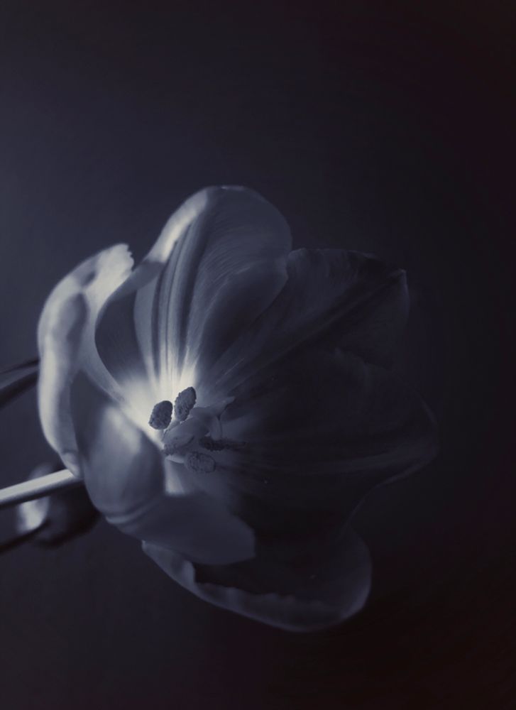 B & W photo of an open tulip.