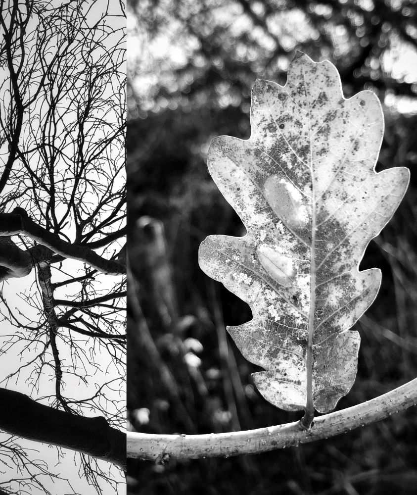B&W digital photography collage.
Two photos adjacent to each other.
One third of the photo is looking up at the branches of a bare oak tree against a cloudy sky. The other a close shot of an oak leaf balanced upright on a curved branch with woodland trees blurred in the background. The curve of the branch lines up with the thick branch of the adjacent photo. A visual dialogue.