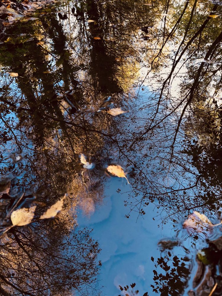 Trees & blue sky reflections in a puddle.