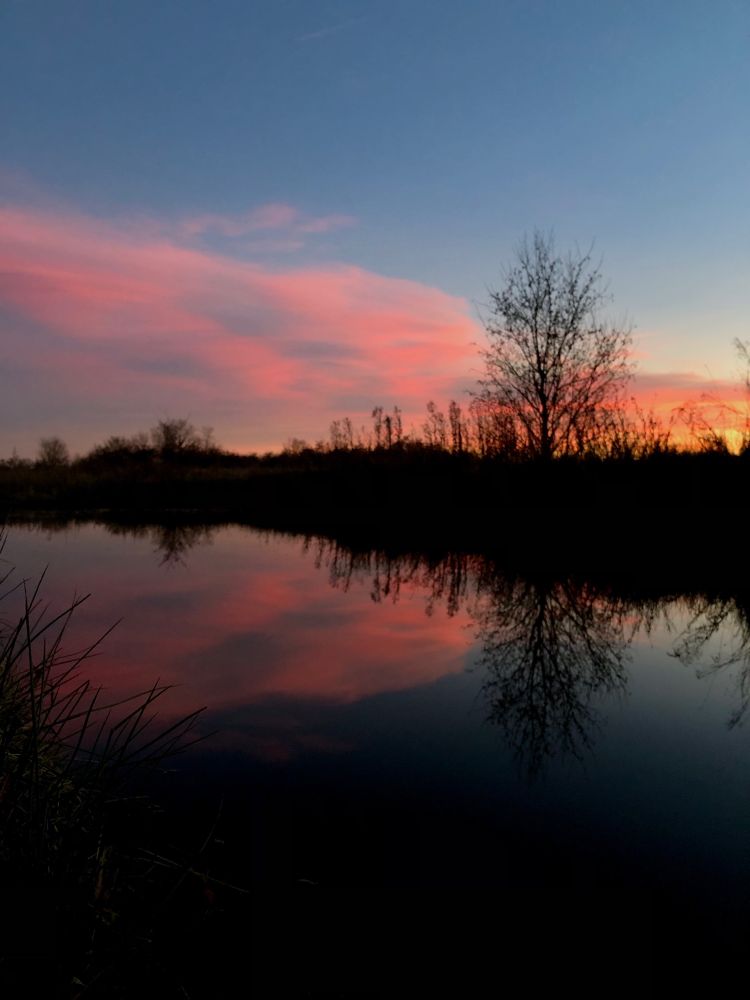 A hot pink streaked sky at sunset reflected in a pond surrounded by tall grasses, bushes & trees.