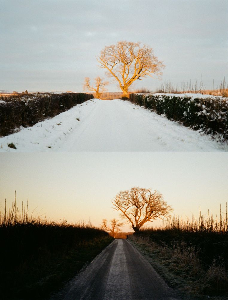 The top photo is of two trees on a snowy road with hedges at either side. There is sun shining onto the trees. The bottom on is the same road and trees in a different season. There is frost on the road. 
