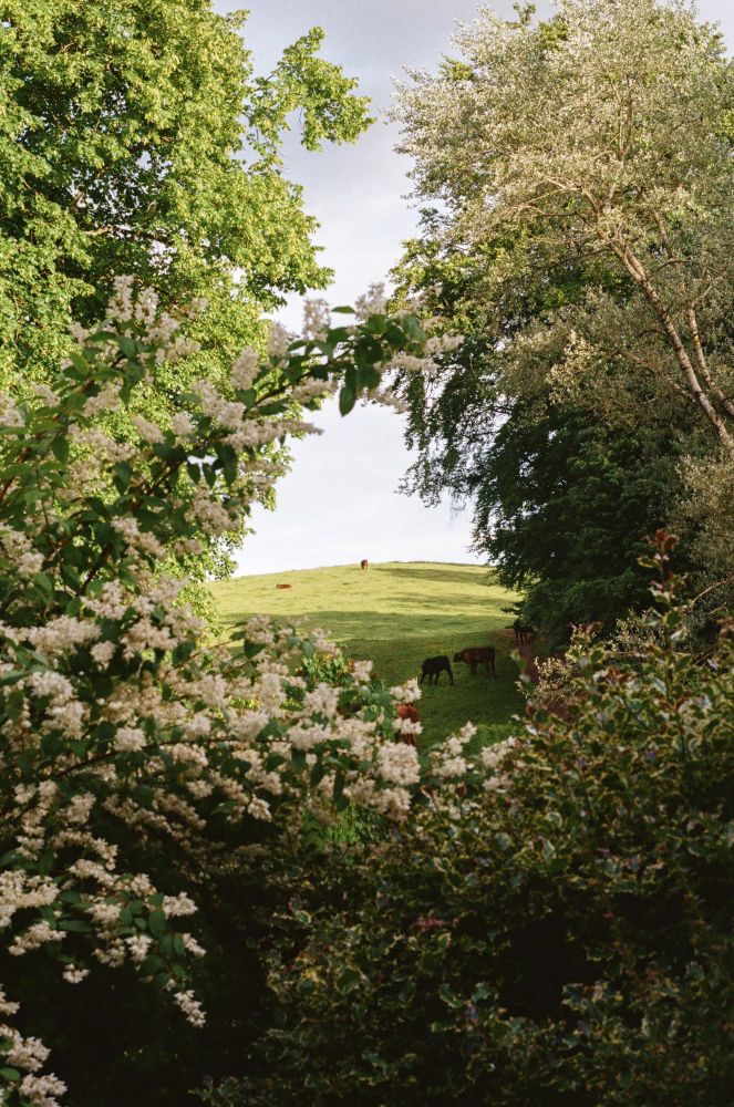 An arched hill in the middle of the shot with a few cows of different shades of brown scattered. There is a blue/grey sky with clouds. The cows are framed using branches and trees. 