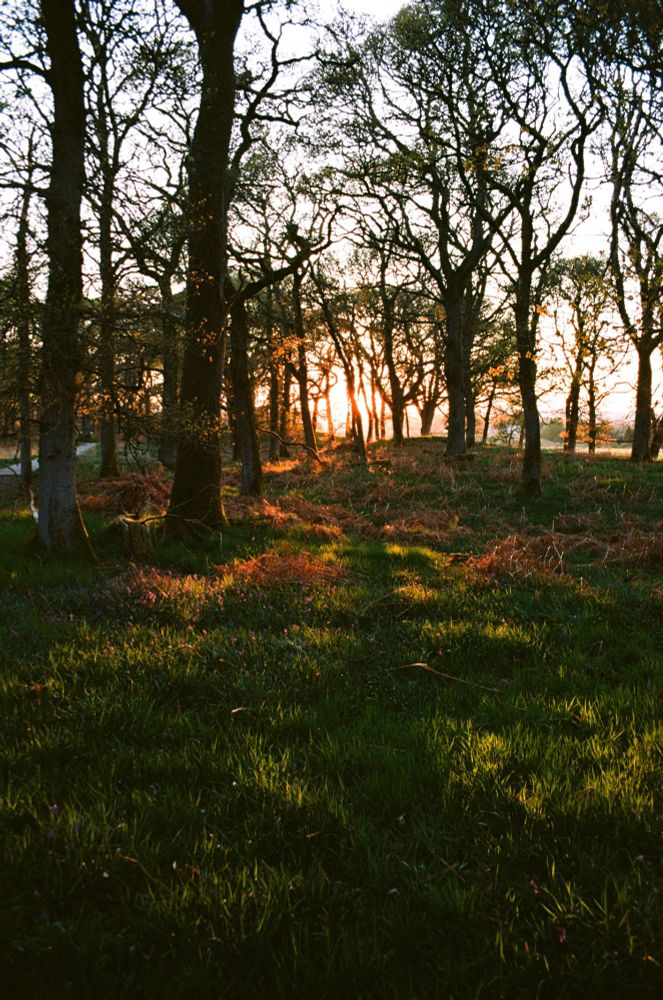 The woods, there is rays and shadows on the grass. You can see the sun behind the trees in the middle of the shot. 