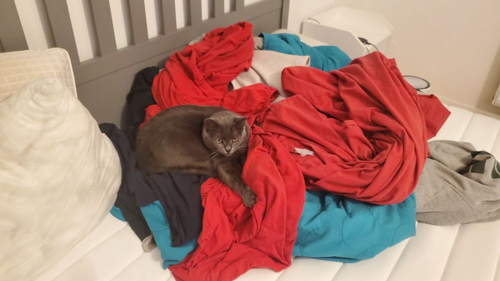 A gray cat lying on a tangled mass of red and cyan sheets on top of a mattress, next to an uncovered pillow.