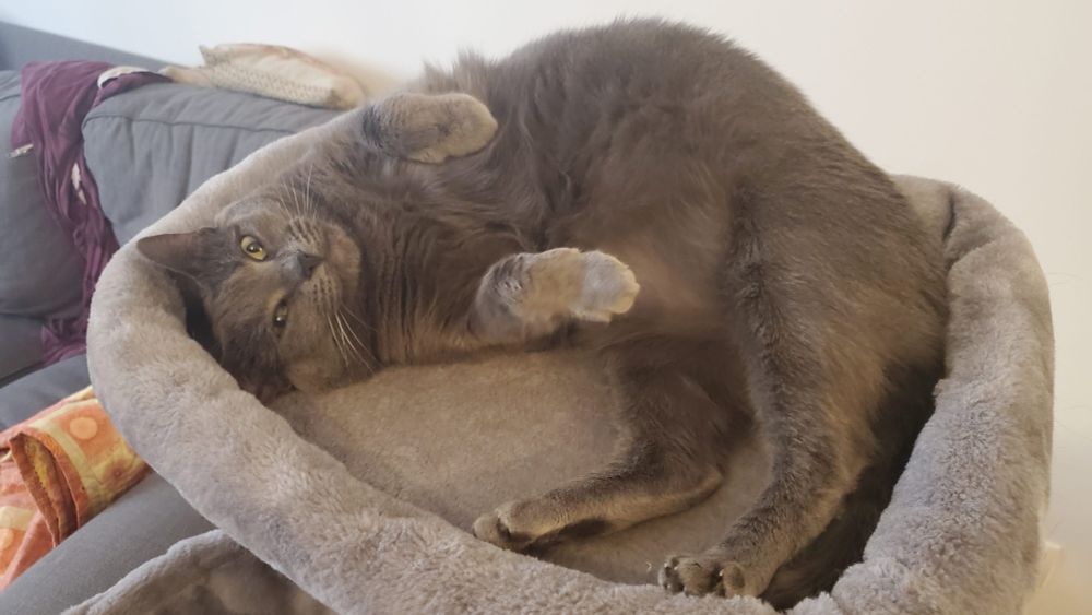 Photo of a grey cat curled up on top of a lighter grey cat tree with her paws lifted toward the camera and making an extremely skeptical facial expression.