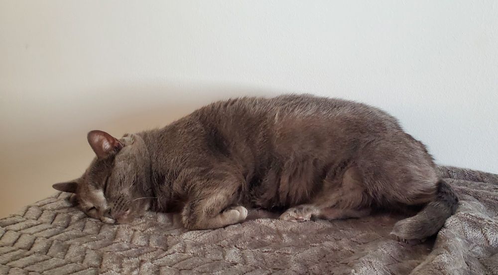 A dark gray cat asleep on a lighter gray textured blanket in front of a white wall