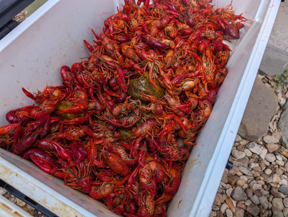 Crawfish in cooler