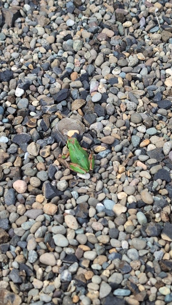 picture of a green frog sitting on some gravel. The frog has brown marks on the top of his head and legs, as well as some black marks around the side of its face