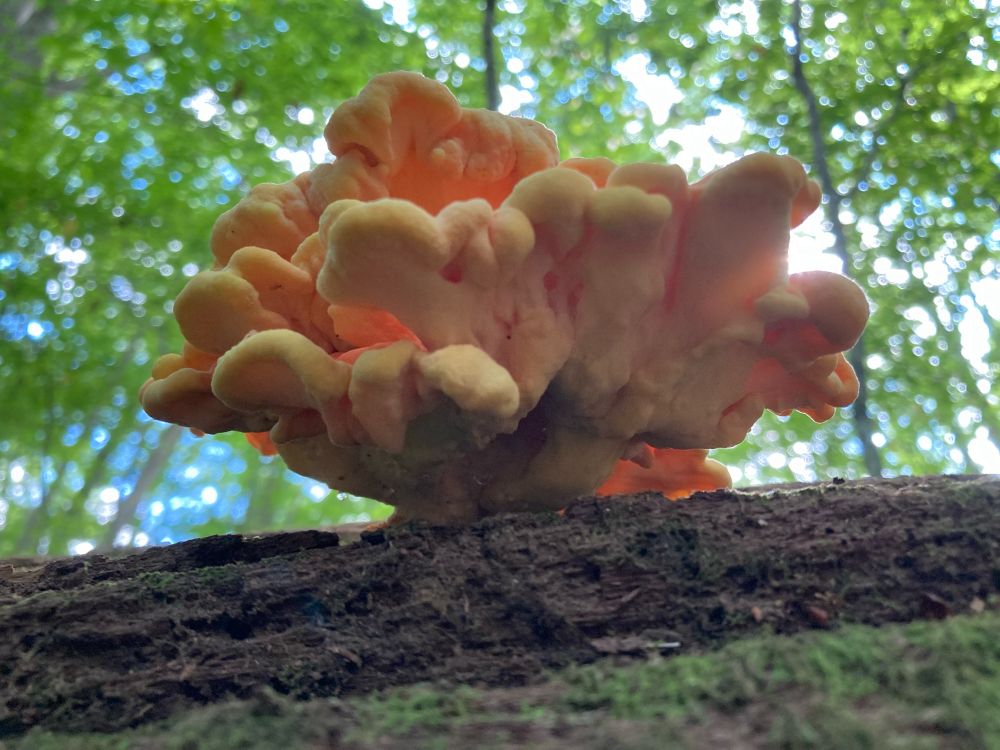 Chicken of the woods mushroom growing on a log