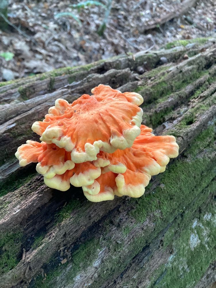 Chicken of the woods mushroom growing on a log