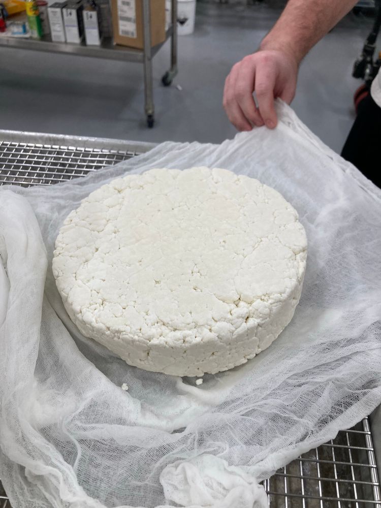 A wheel of cheese curds sitting on some cheesecloth. Eventually this will become a wheel of parmesan.