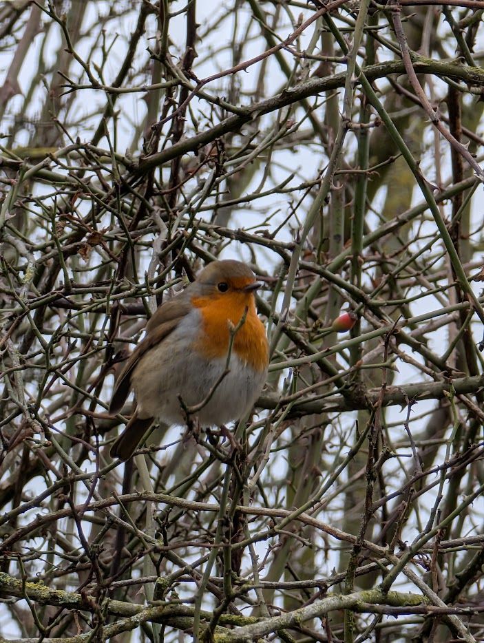 A classic robin, with a little red berry amidst the branches