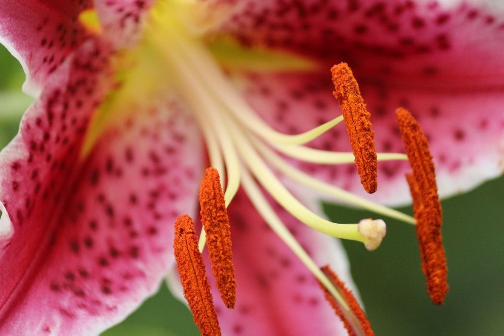 Vibrant colored lily and stamen structure with blurred background 
