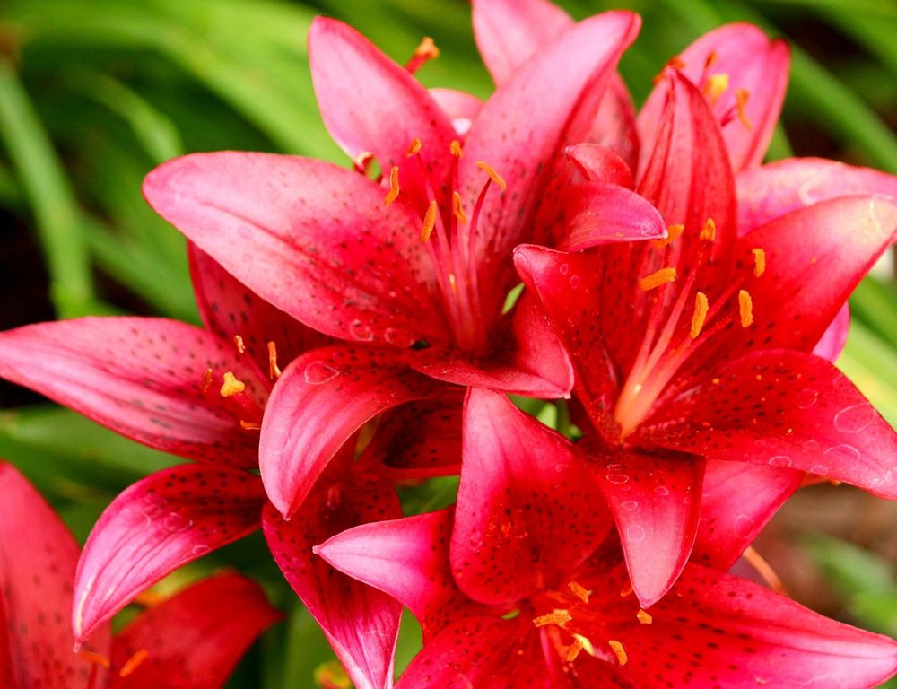 Fiery Red Asiatic Lilies with blurred background