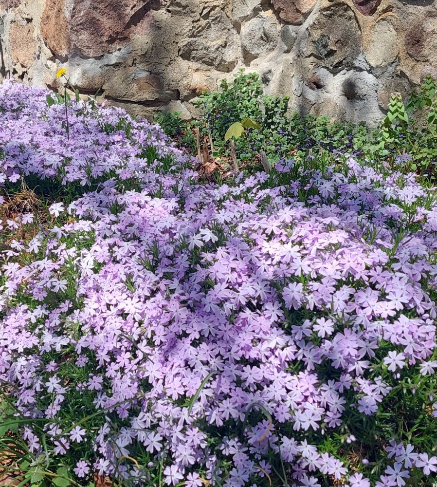 Spring phlox in bloom along the foundation, dead nettle in background of hibiscus 🌺 bed (not sprouted yet)