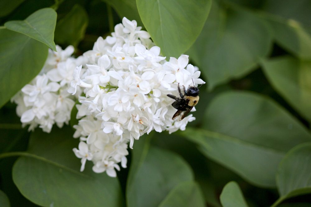 A large bumblebee visits a white lilac cluster of flowers