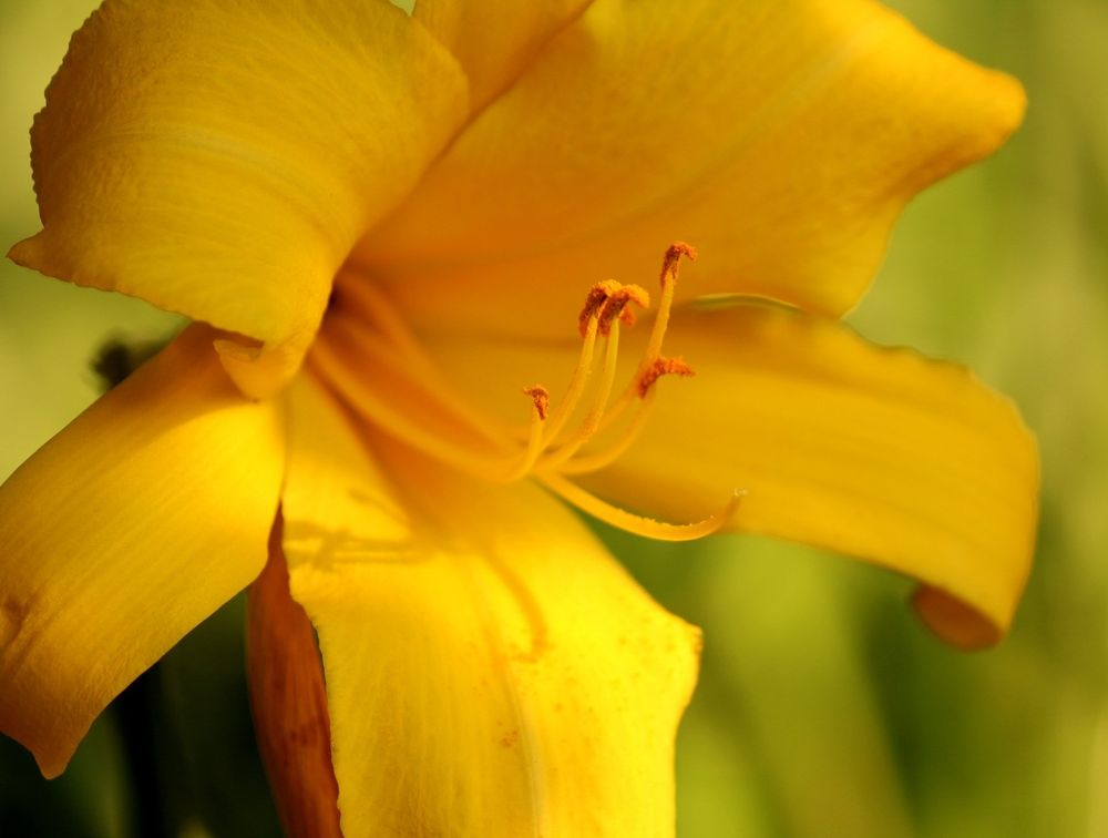 Macro photo of a Stella d'Oro lily with blurred background, focused on the stamen