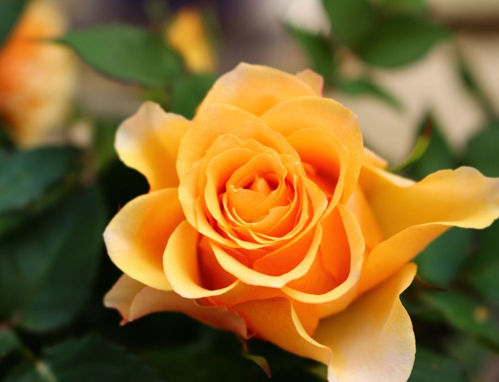 Dark Yellow Rose with blurred background 💛 ✨️ 