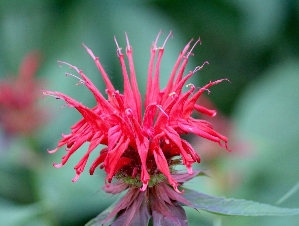 Blossom of Beebalm for pollinators with blurred background.