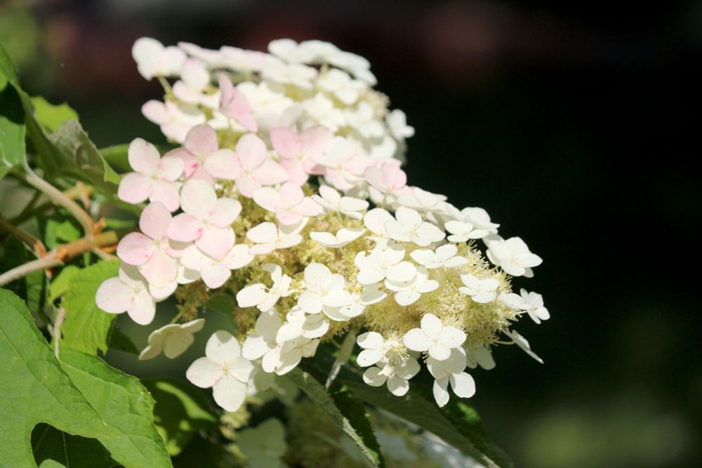 Cluster of flowers on Hydrangea bush with blurred background 