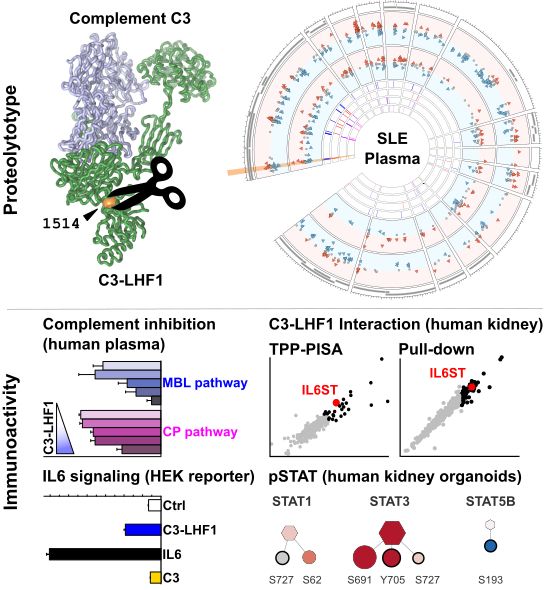 Investigation of the human plasma N-termini identifies the cleavage of the human complement C3 protein at position 1514 leads to generation of C3-LHF1. This C3-LHF1 significantly inhibits the classical and MBL pathways of the human complement system and interacts with the IL6ST/gp130 receptor, leading to IL6 signalling as evident from reporter cell line assays and (phospho-)proteomics screens.