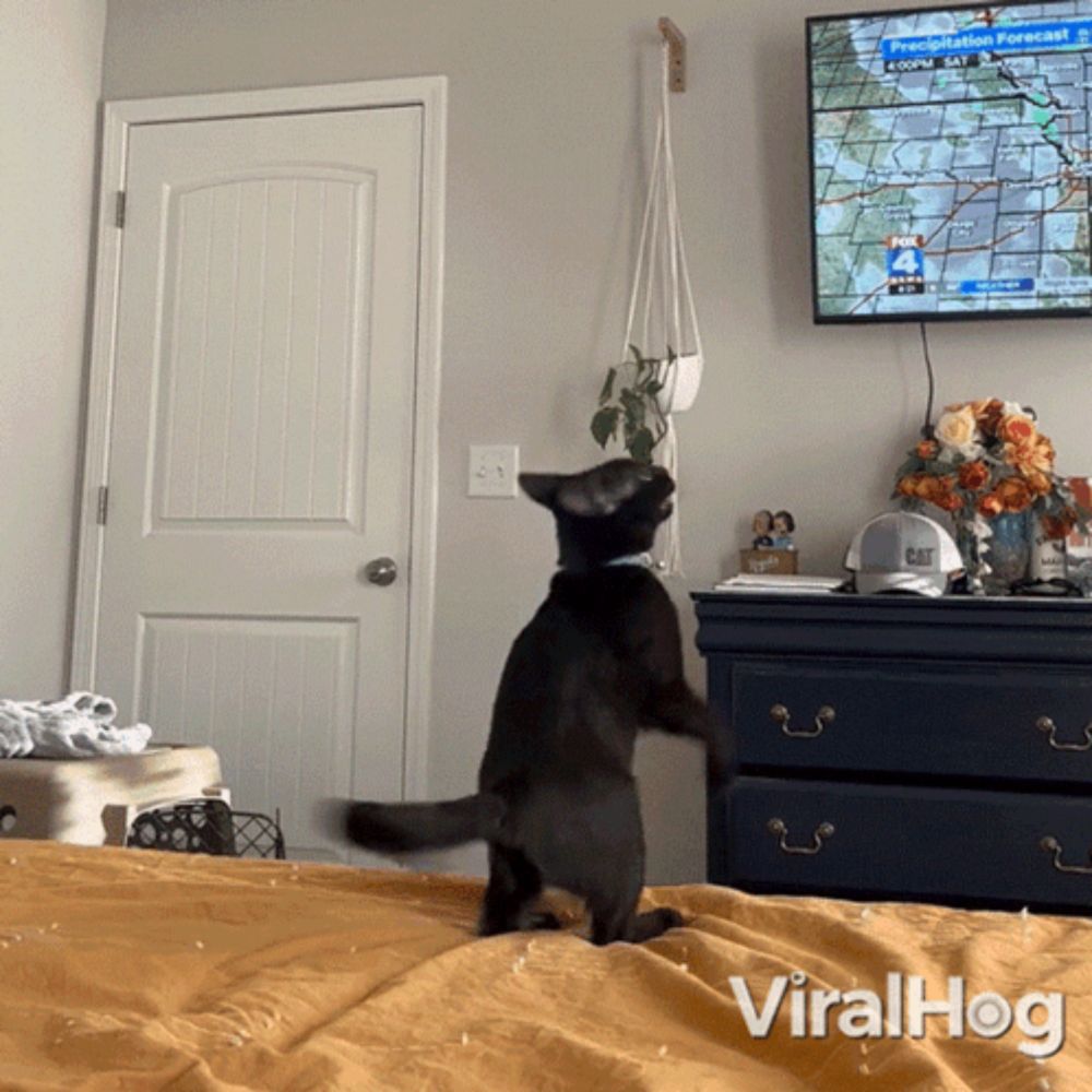 a cat is standing on its hind legs in front of a tv screen that says ' forecast forecast ' on it