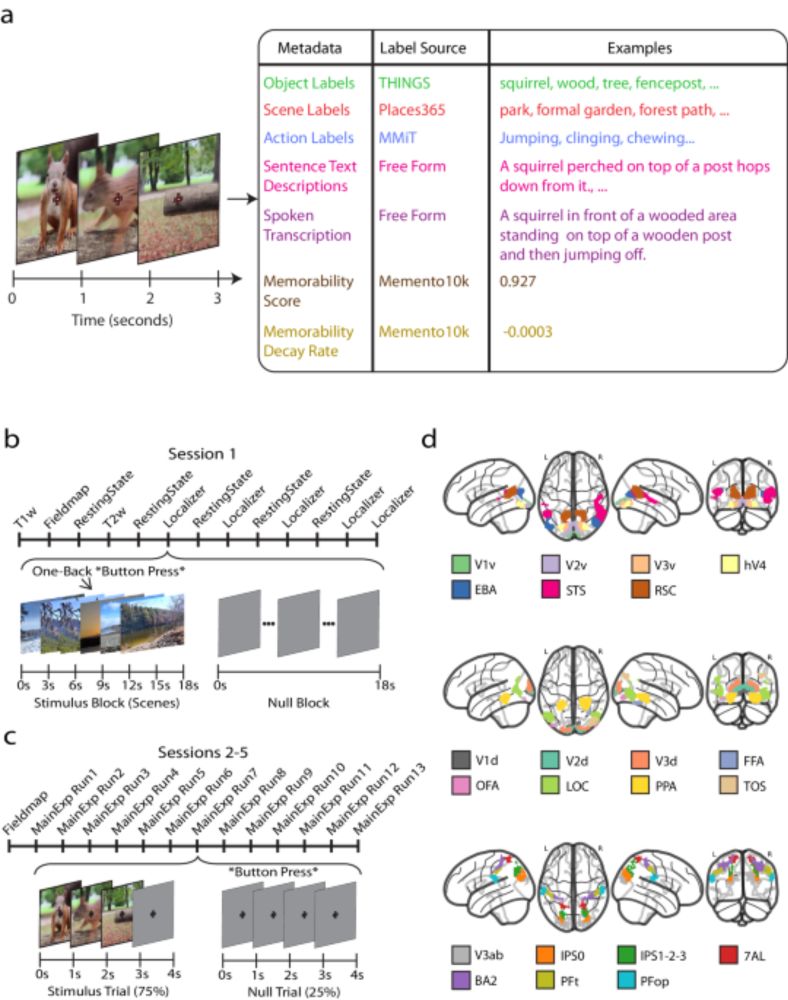 Modeling short visual events through the BOLD moments video fMRI dataset and metadata - Nature Communications