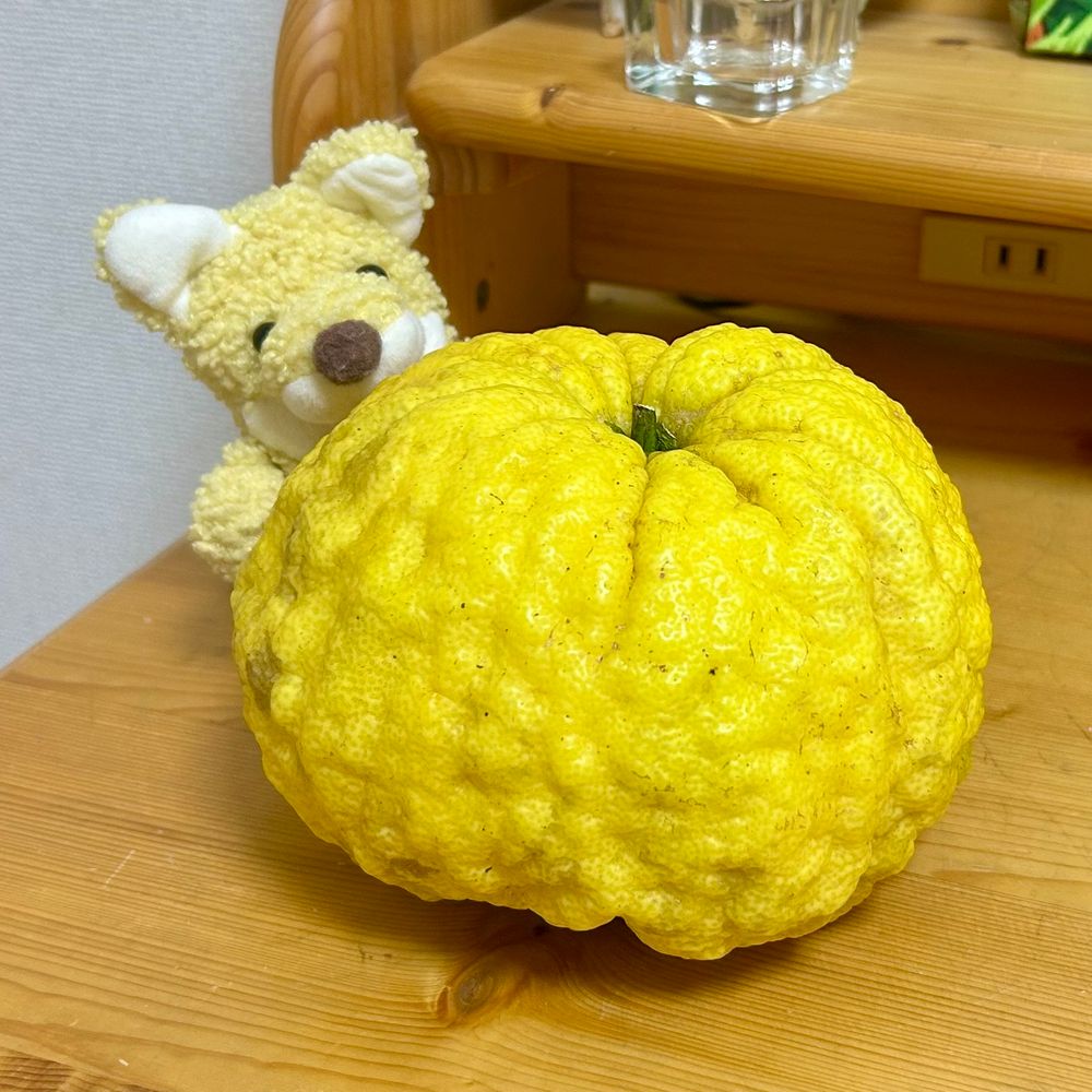 鬼柚子という大きい柚子の後ろから小さいきつねのぬいぐるみが顔を出して手を振っている写真。