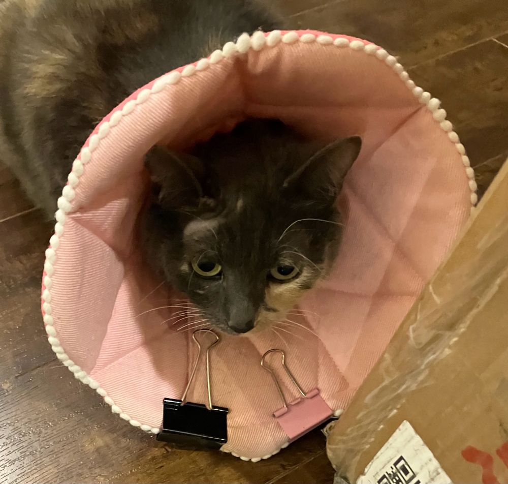 Tasha, a cat with Tortitude, wears a pink Cone of Shame that is clipped with not one, but two binder clips.