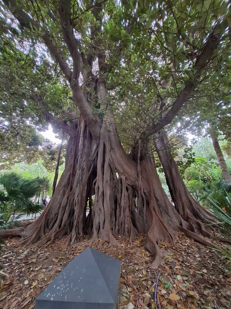 Ficus Macrofolia in Alicante, Spain.
Roots from the high branches droop to the ground and become another trunk. 20+ trunks of one tree perhaps 9m across.