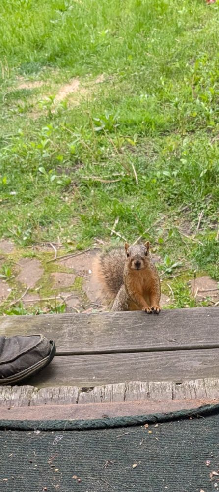 A beautiful and cute squirrel sitting elegantly on the steps, looking directly at me. 