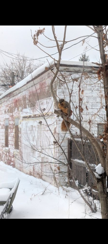 Two pictures of a squirrel eating the nuts I just gave him, on a tree branch, with 3-4 little birds sitting in a scrawny tree right next to the tree the squirrel sits in. 