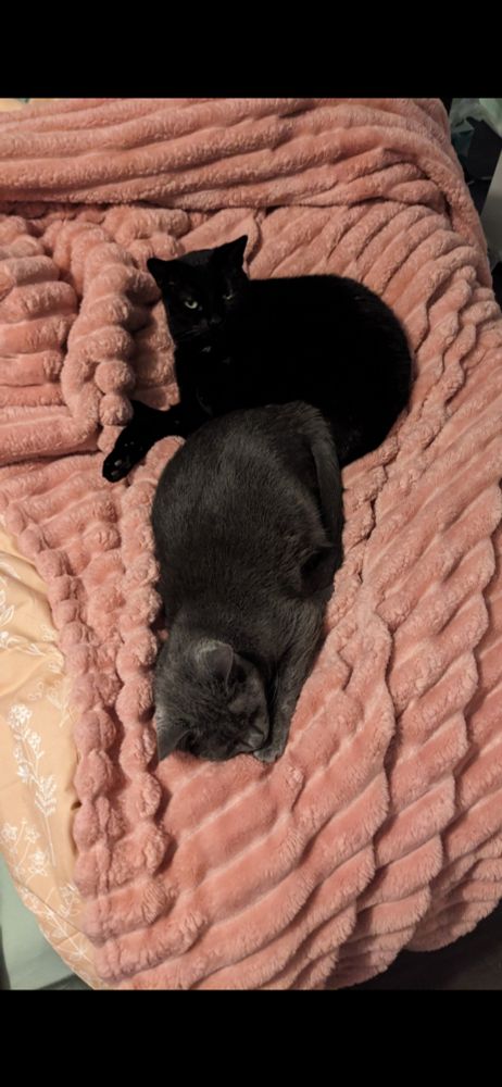 A gray cat and a black cat cozy on top of a pink fuzzy blanket 